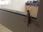 استمرار تدفق أسراب صغيرة من الجراد إلى مدينة يافا والمواطنون قلقون